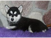Registered blue eyes  male and female siberian husky puppies