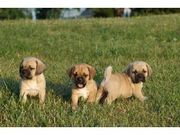 Puggle Puppies for sale now!
